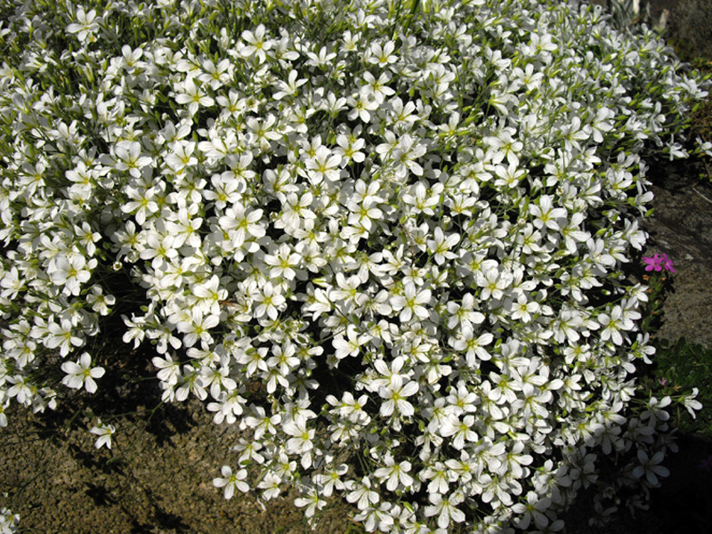 Minuartia laricifolia photo